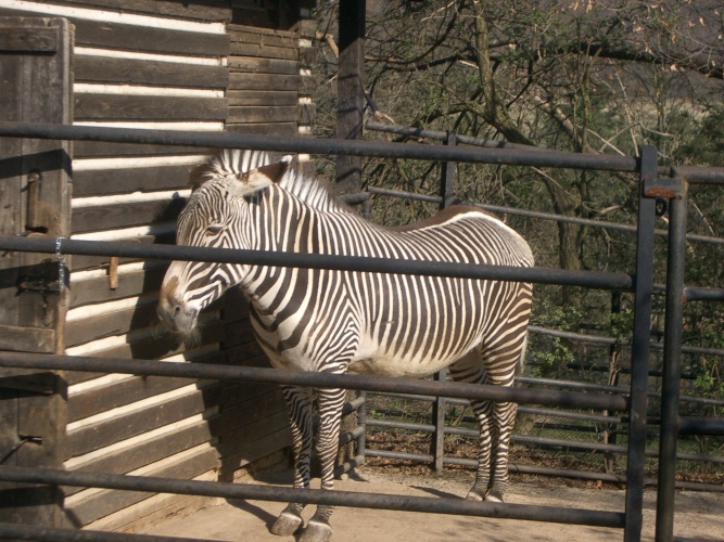 Zebra